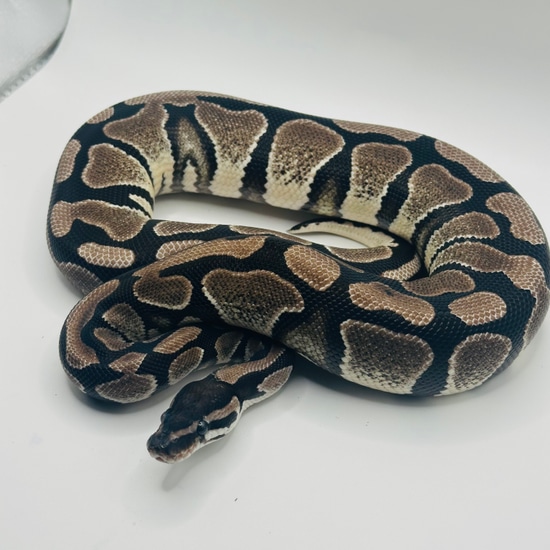 Vpi Axanthic 100% Het Desert Ghost Ball Python by ProlificPythonz LLC