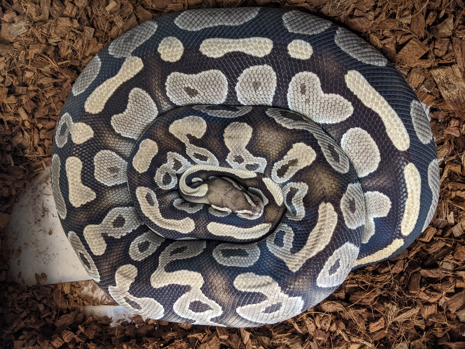 Russo Ball Python by Promise Reptiles - MorphMarket