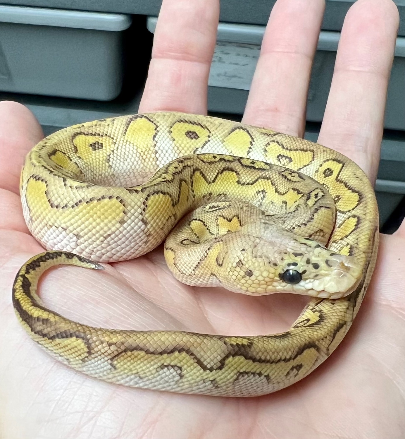 Batman Lesser Pastel Ball Python by Proper Royals - MorphMarket