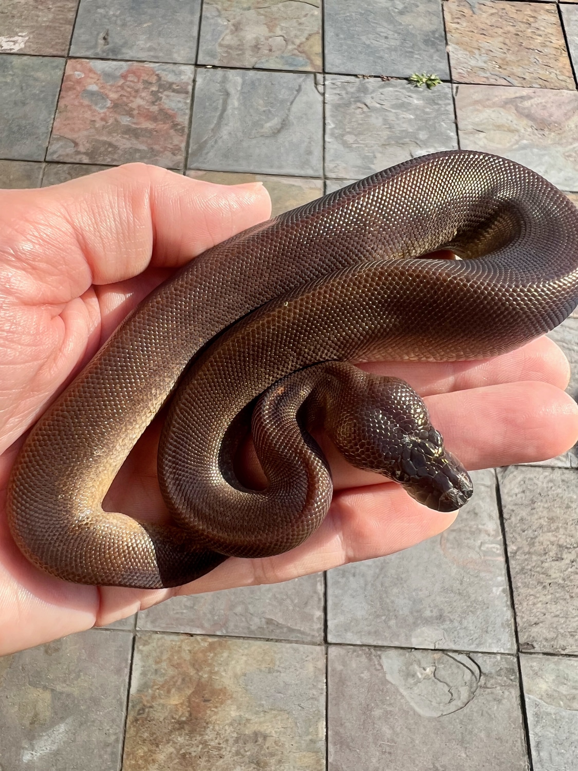 Suma Cinnamon Ball Python by Proper Royals - MorphMarket
