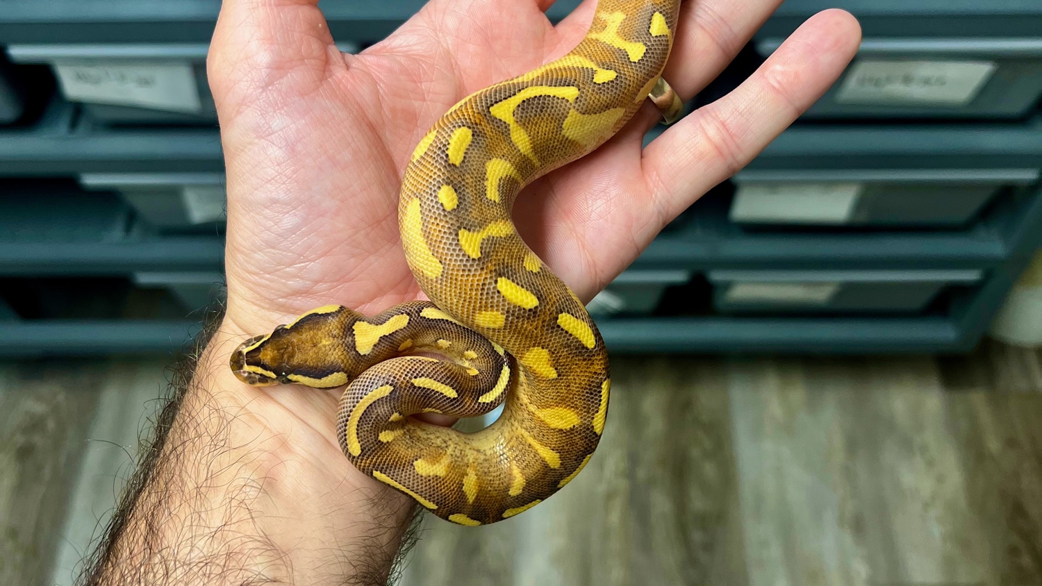Super Gravel Enchi FREE SHIPPING Ball Python by Proper Royals MorphMarket