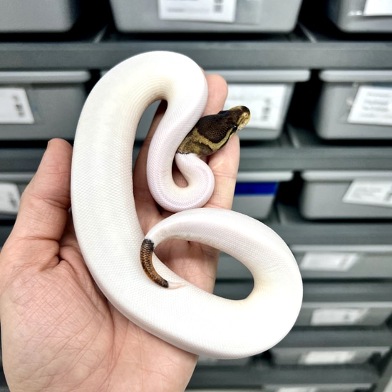 Cinnamon Pied Ball Python by Proper Royals