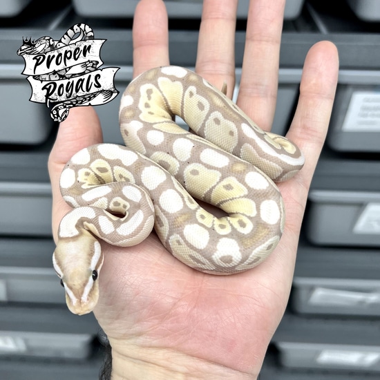 Banana Axanthic VPI Female Ball Python by Proper Royals