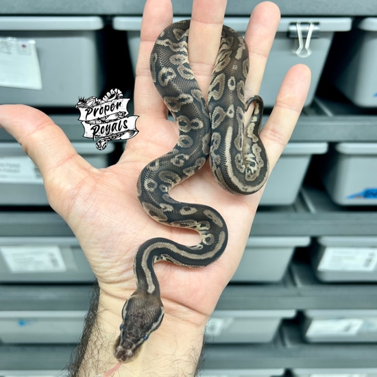 Black Pewter Het Pied Ball Python by Proper Royals