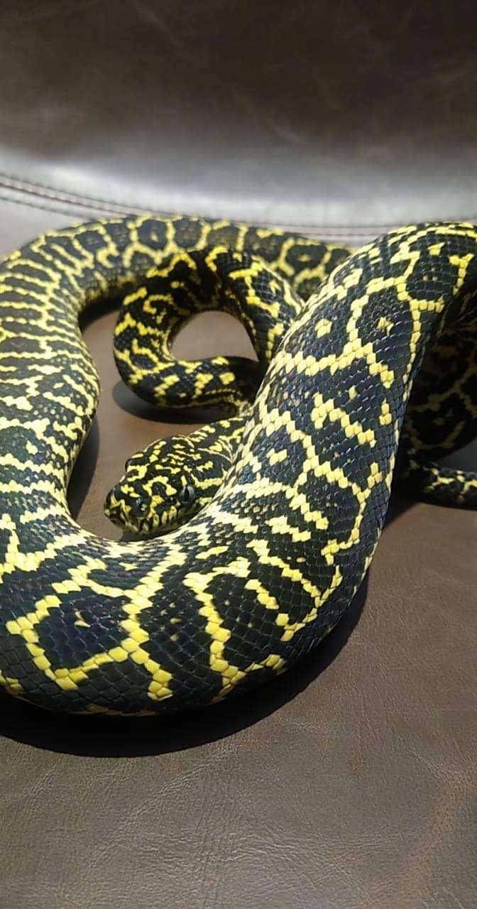 Zebra Carpet Python Jungle Carpet Python by Piedmont Reptile Rescue MorphMarket