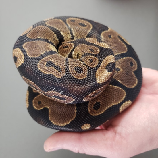 Ball Python Rescue by Piedmont Reptile Rescue