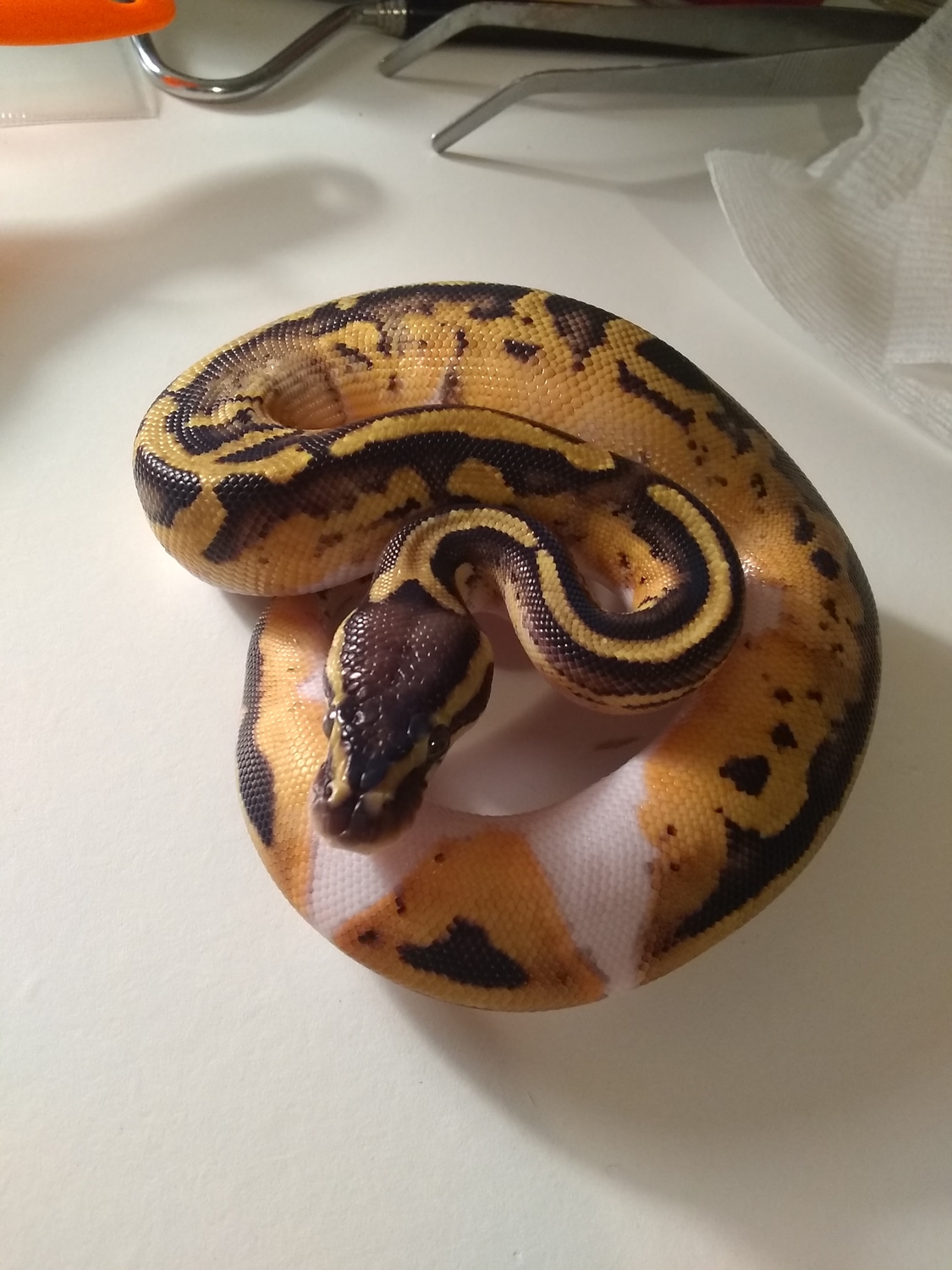 Pastel Piebald Ball Python by Psychedelic Serpents Evolved - MorphMarket