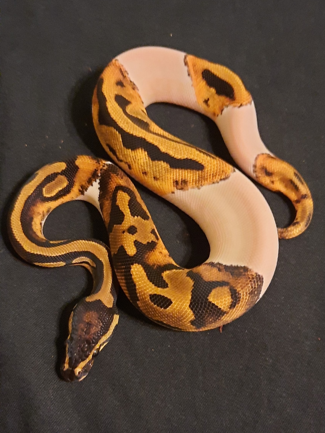 Handsome Piebald Ball Python by Psychedelic Serpents Evolved - MorphMarket