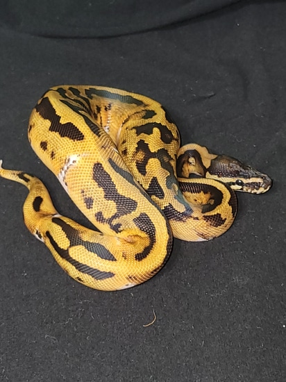 Piebald Ball Python Male by Psychedelic Serpents Evolved
