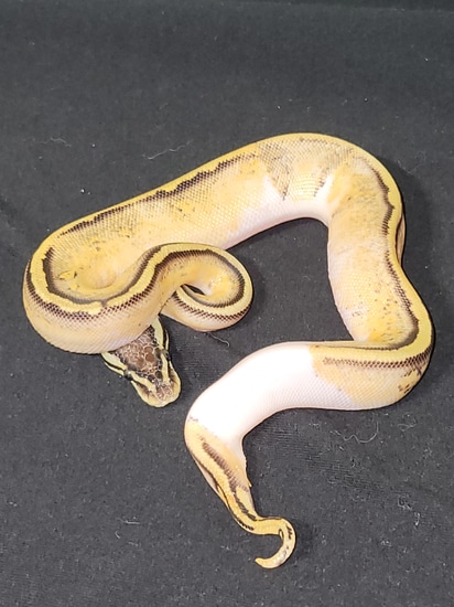 Super Pastel (Killer) Piebald Female Ball Python by Psychedelic ...