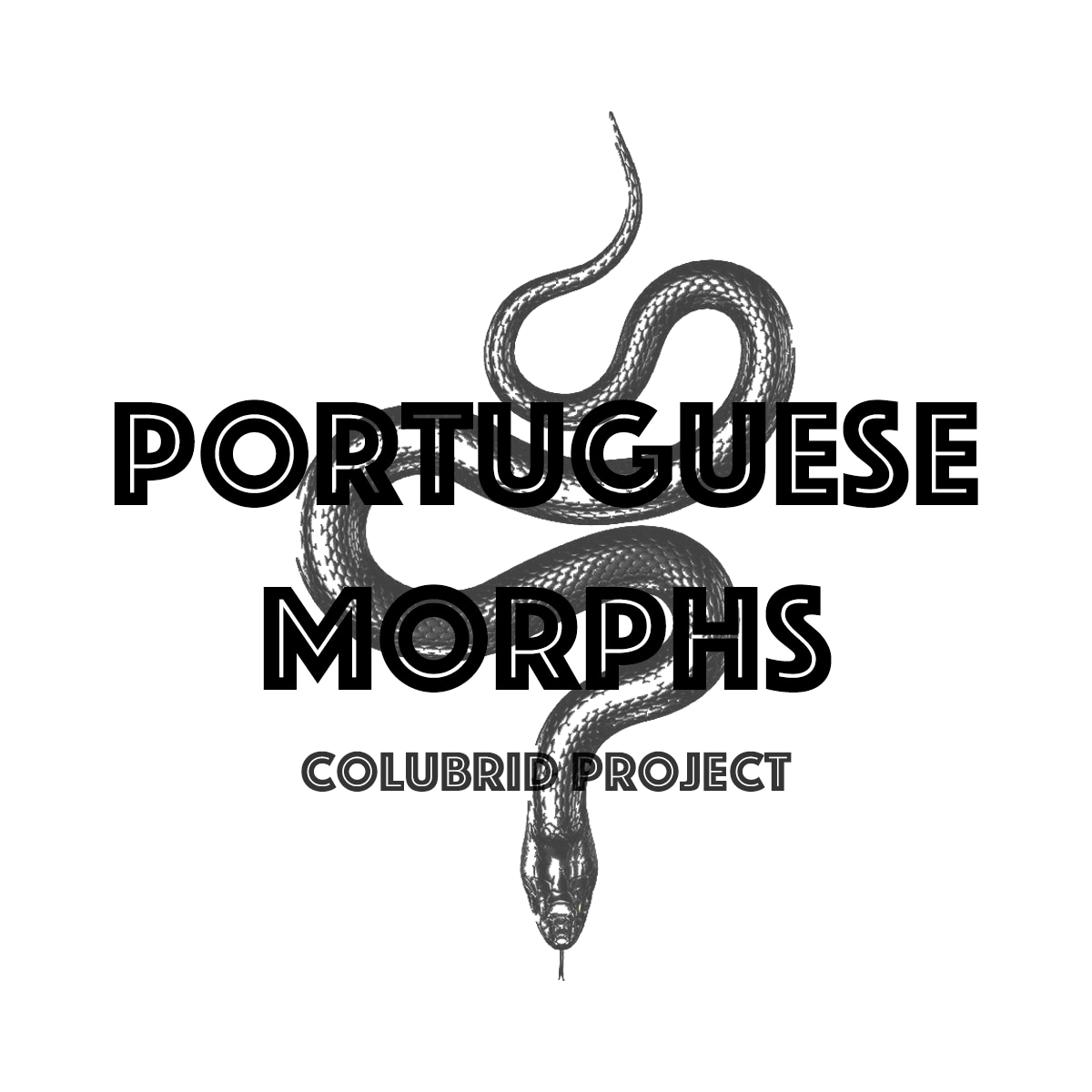 Corn Snake Clutch PM20210501 By PortugueseMorphs MorphMarket