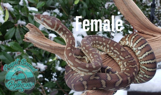 100% Het Stonewash Centralian Carpet Python by Puget Sound Pythons