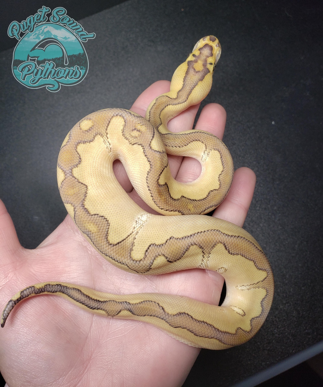 Enchi Lesser Clown Ball Python by Puget Sound Pythons MorphMarket