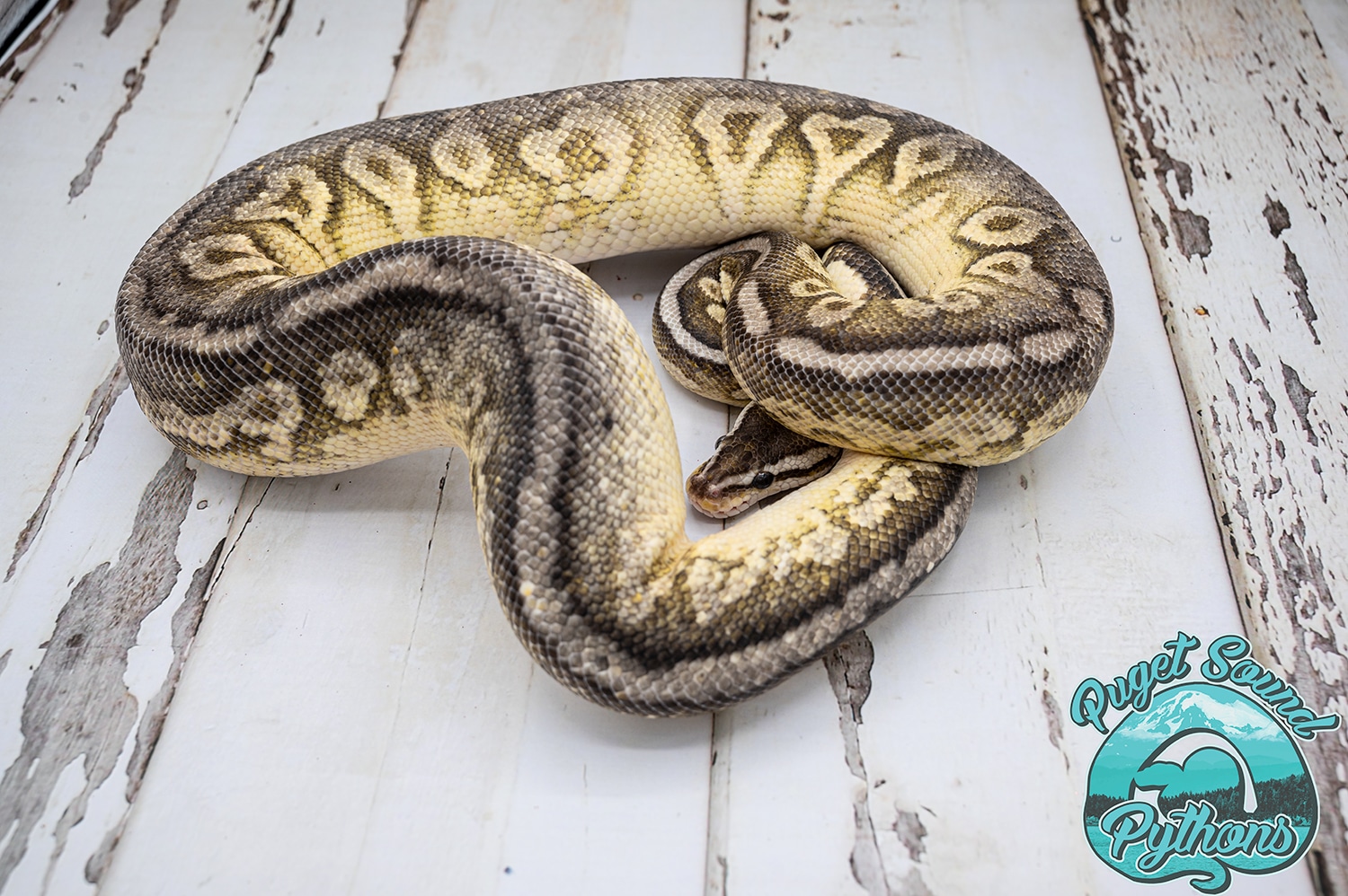 Sterling Yellowbelly Ball Python by Puget Sound Pythons - MorphMarket
