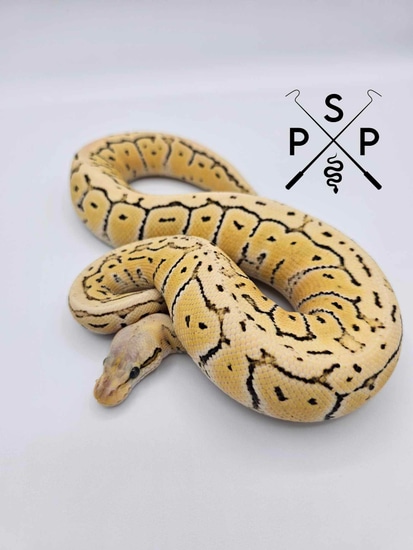 Desert Ghost Pastel Pinstripe Ball Python by Puget Sound Pythons