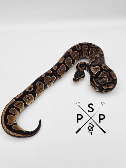 Het Ultramel Het Pied Ball Python by Puget Sound Pythons