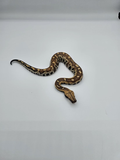 Het T+ Albino Blood Python by Puget Sound Pythons