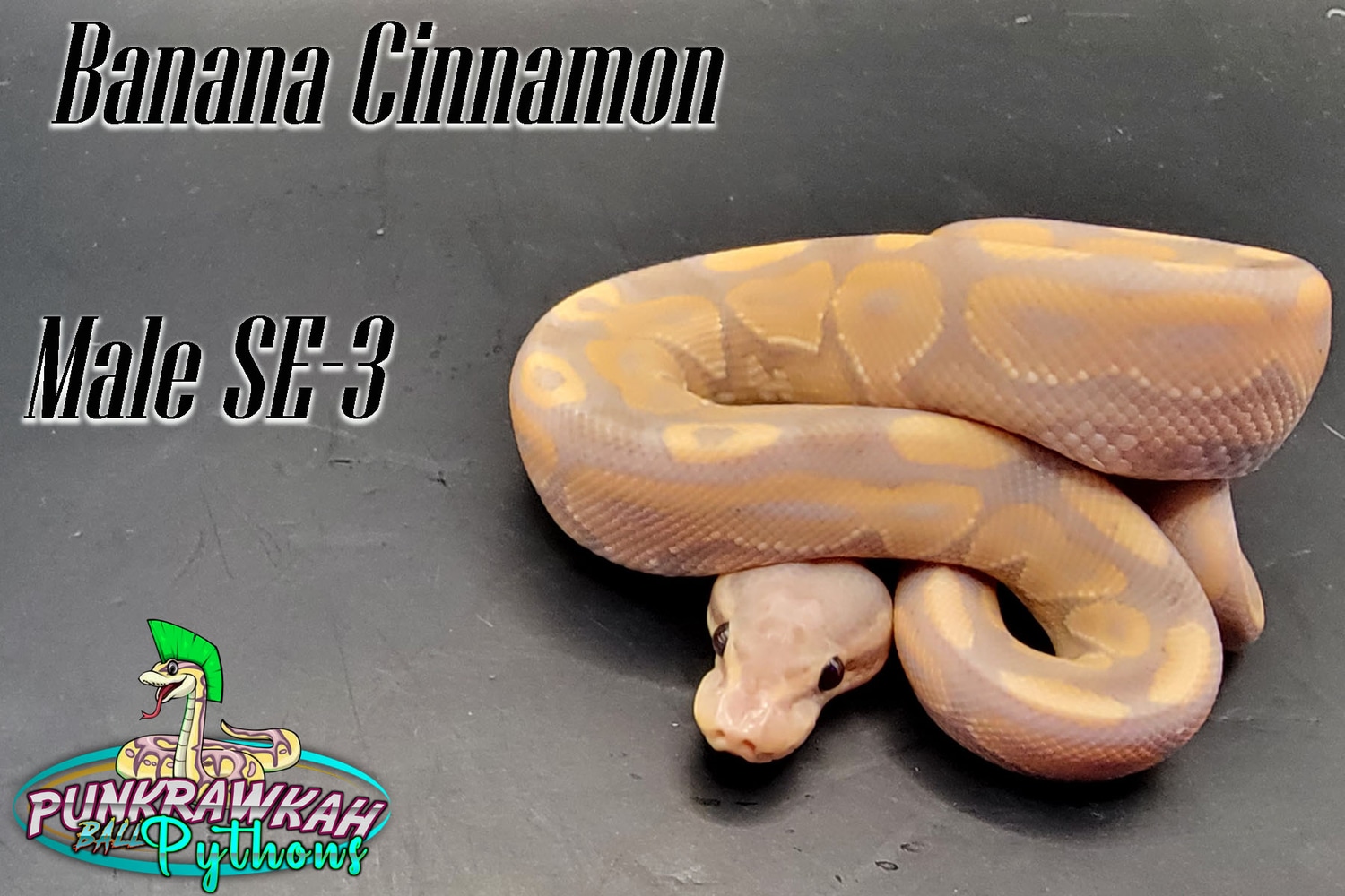 Banana Cinnamon Ball Python by Punkrawkah Ball Pythons MorphMarket