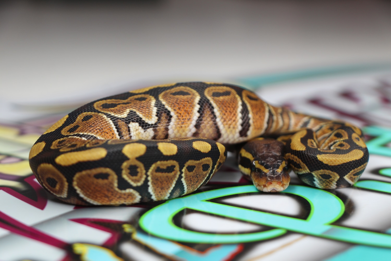Special Ball Python by Punkrawkah Ball Pythons - MorphMarket