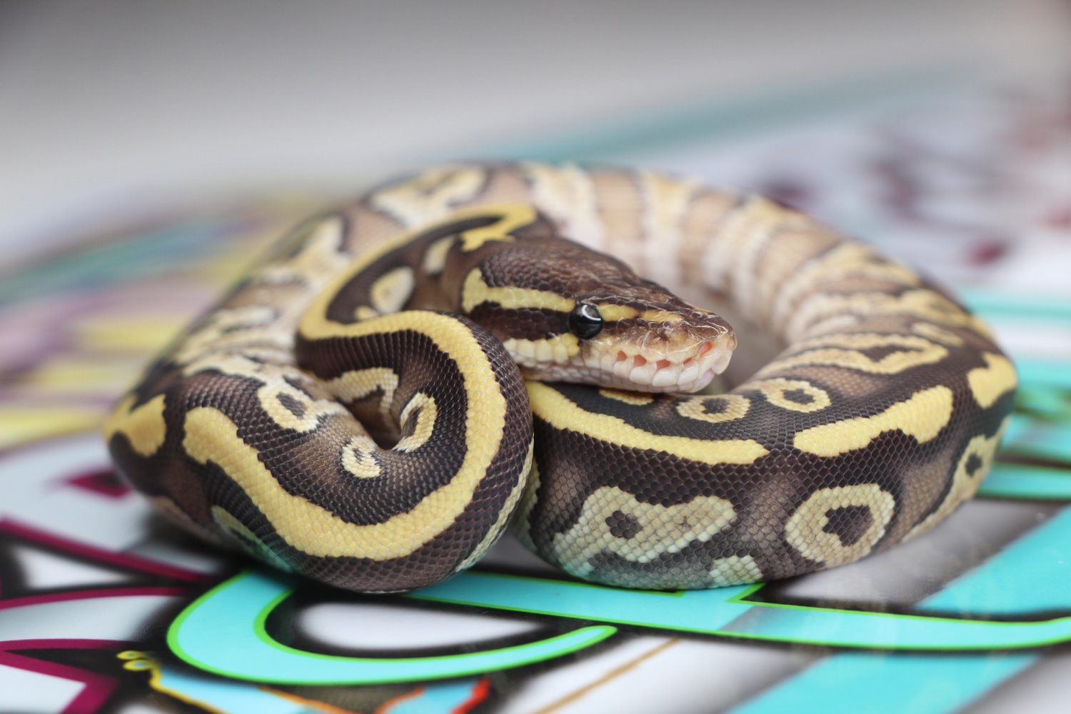 Mojave Fire Ball Python by Punkrawkah Ball Pythons - MorphMarket