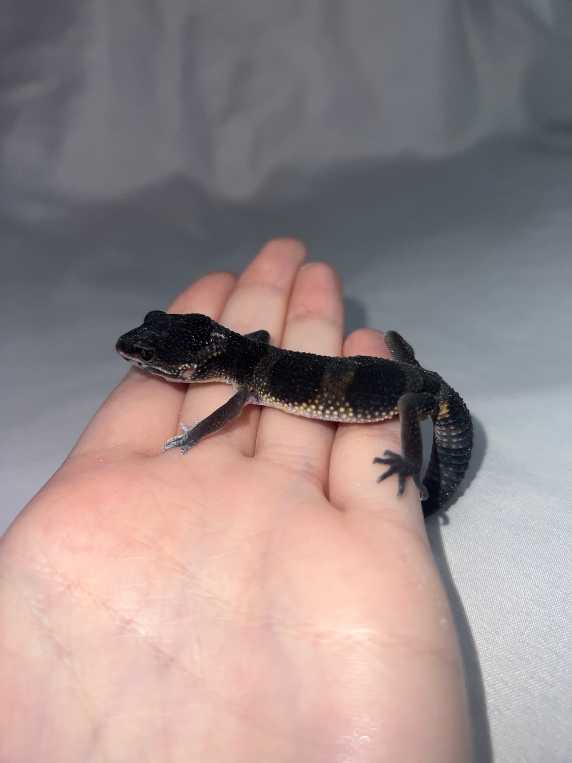 black-night-het-albino-tremp-leopard-gecko-by-puregoldgeckos-morphmarket
