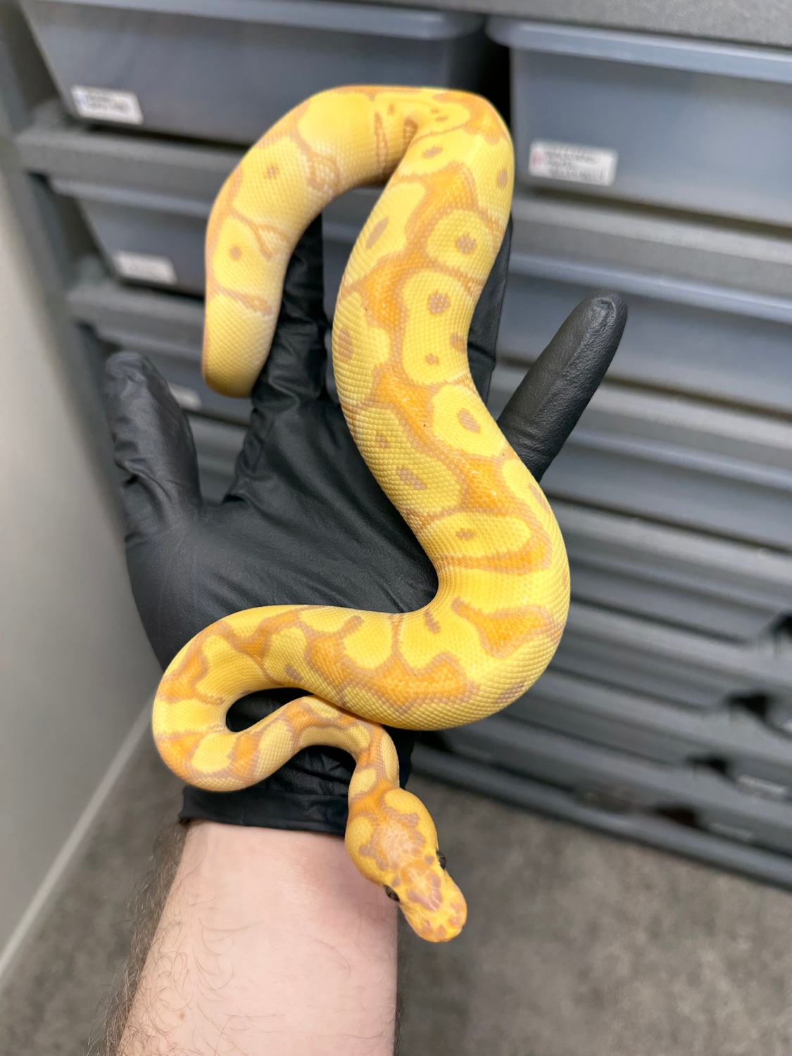 Banana Enchi Clown Ball Python by Purple Rain Reptiles MorphMarket