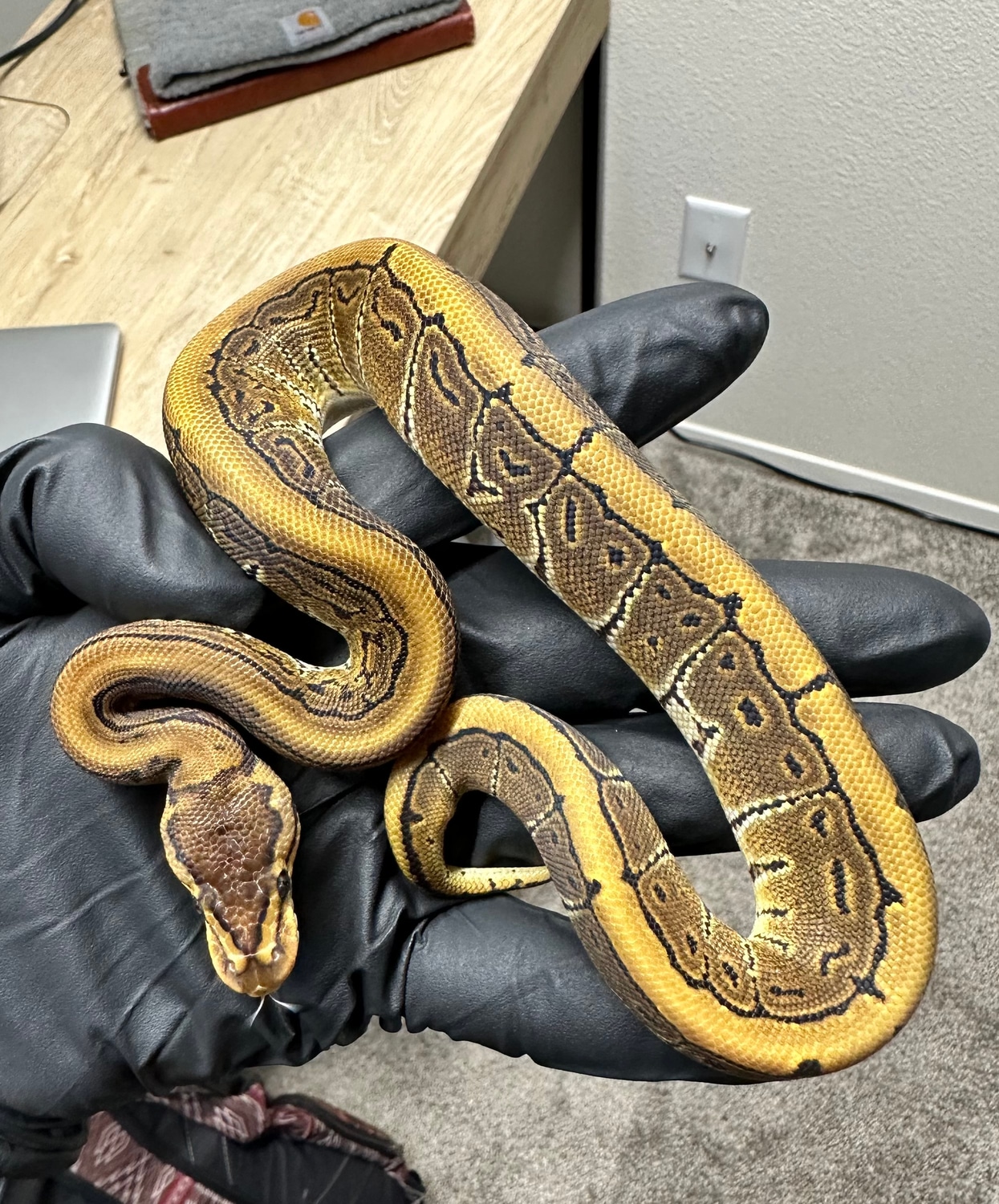 Pinstripe Het Puzzle Ball Python by Purple Rain Reptiles - MorphMarket