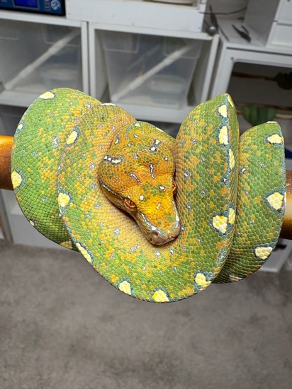Designer Outcross Green Tree Python by Purple Rain Reptiles