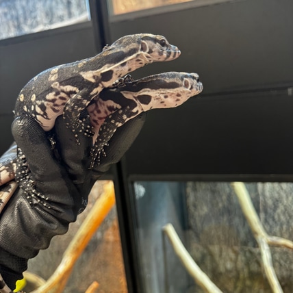 Superior reptiles - MorphMarket