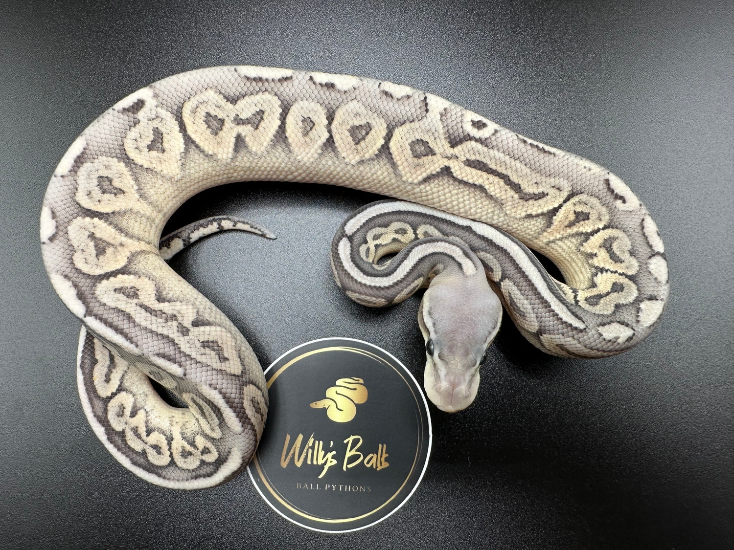 Cinnamon Pastel Orange Ghost Ball Python by Willy’s Balls - MorphMarket