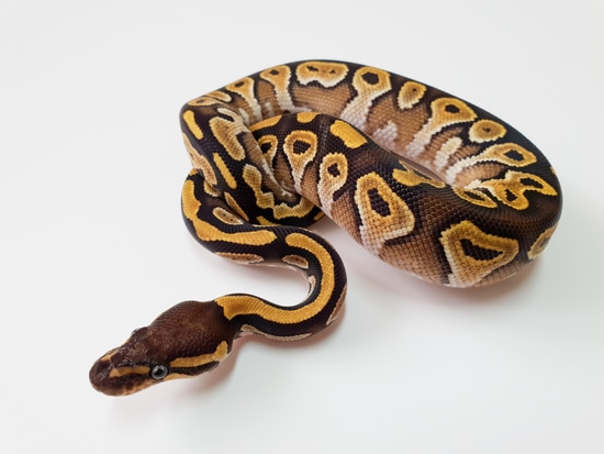 mojave dbl het dreamsicle ball python by fire ball... Mojave Db Het Dreamsicle Ball Python by Pybo Morphs