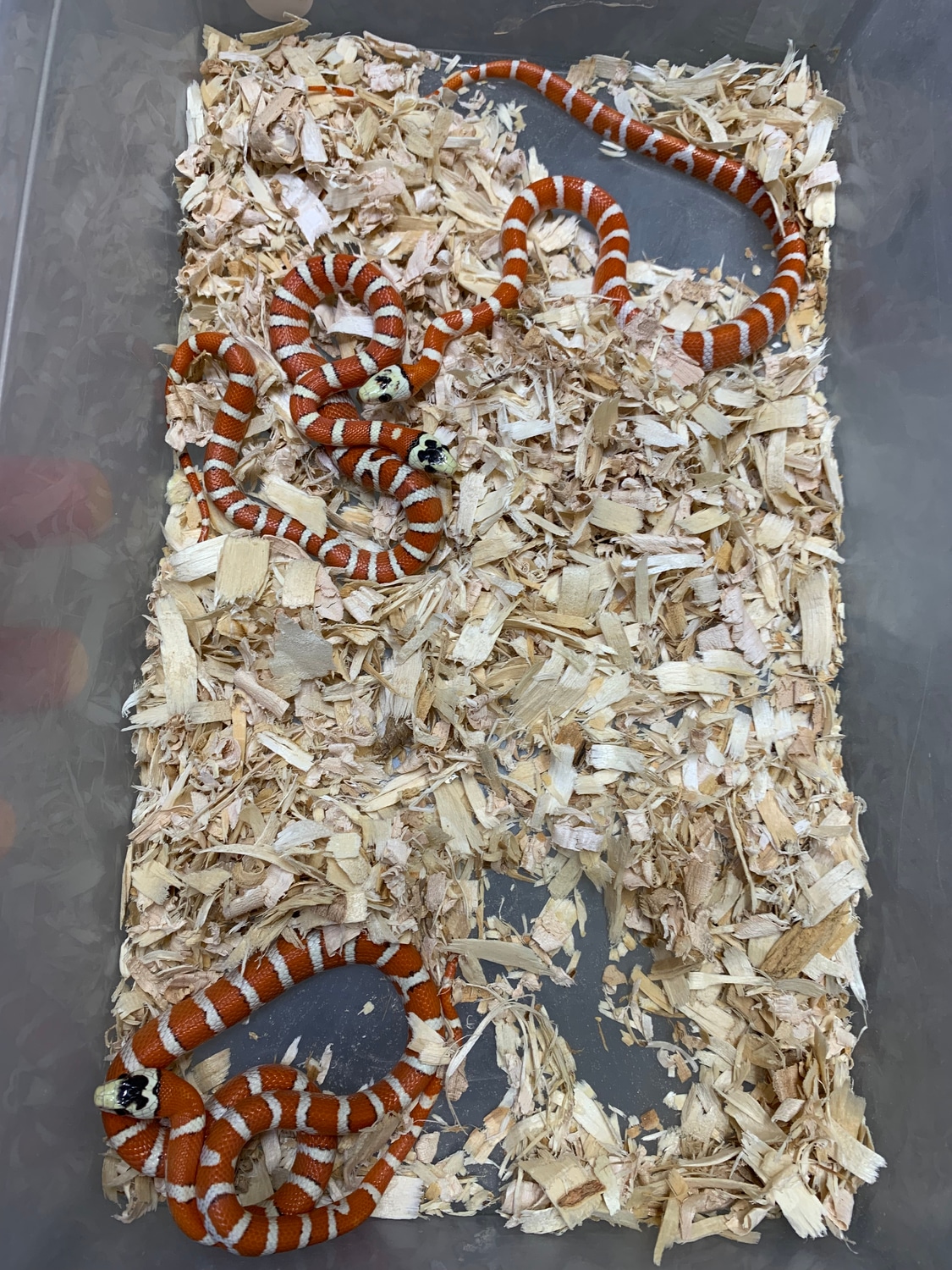 1.2 Trio Applegate Specials Arizona Mountain Kingsnake by Pyro Morphs