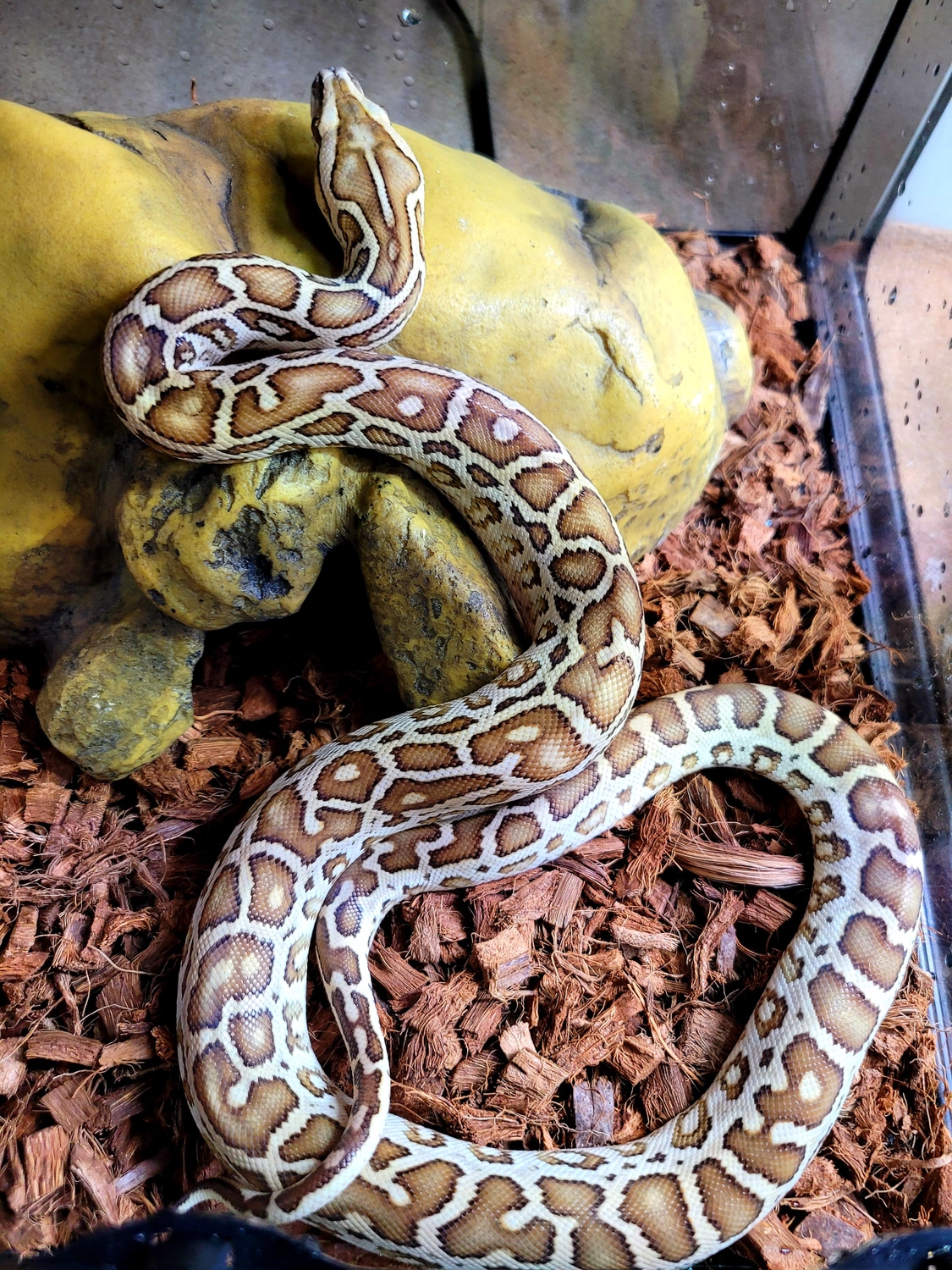 Hypo Burmese Python by AVS Herpetology - MorphMarket