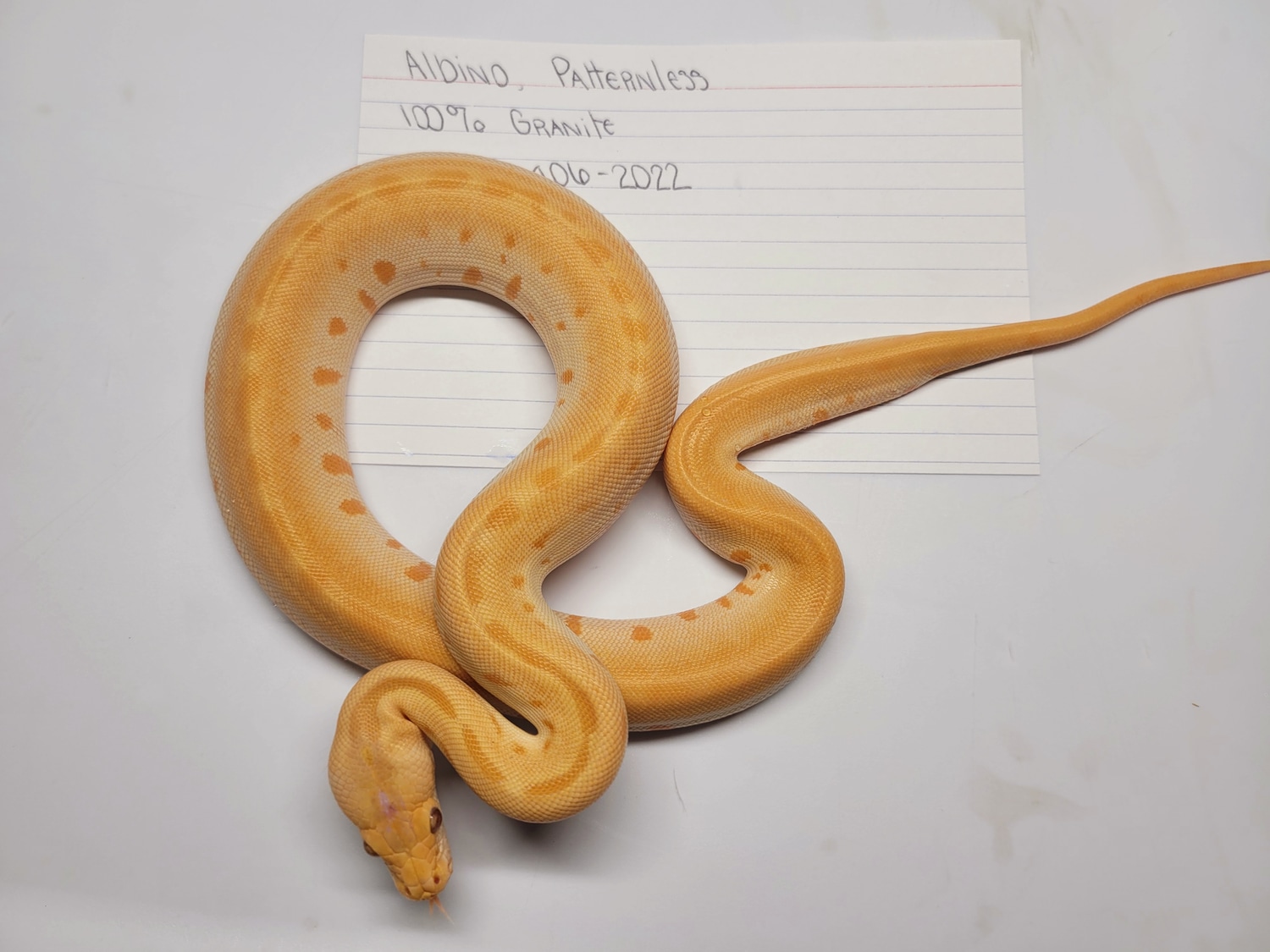 Albino, Patternless, 100% Het. Granite Burmese Python by AVS ...