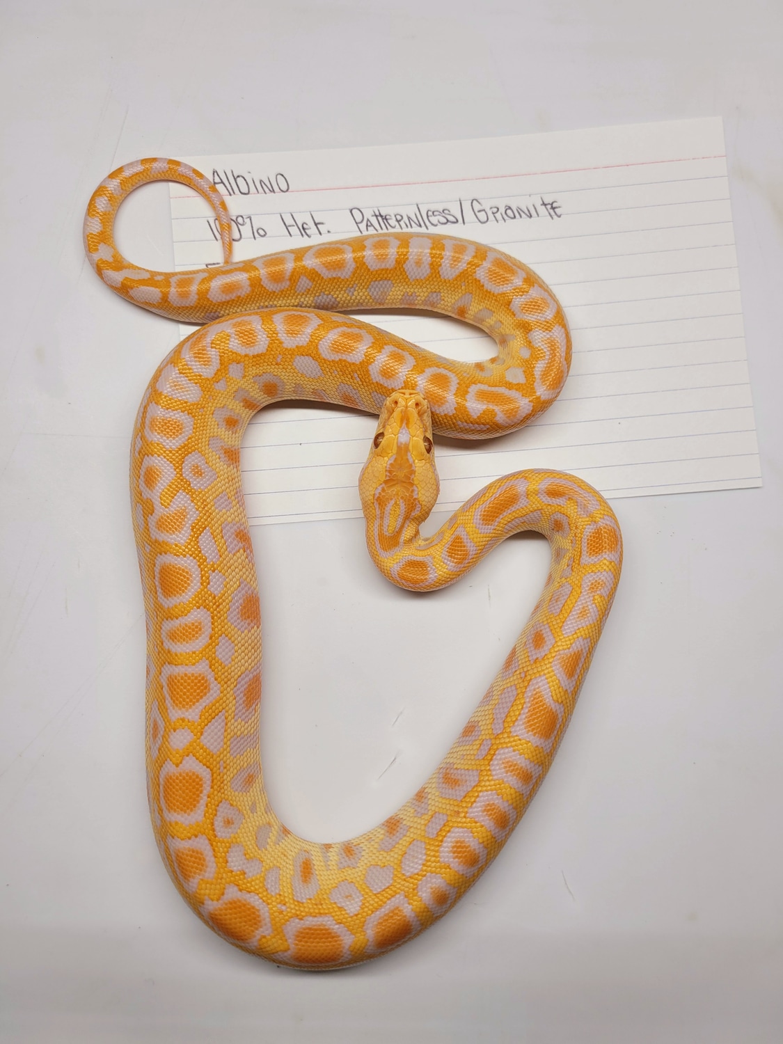 Albino, Het. Patternless/Granite Burmese Python by AVS Herpetology ...