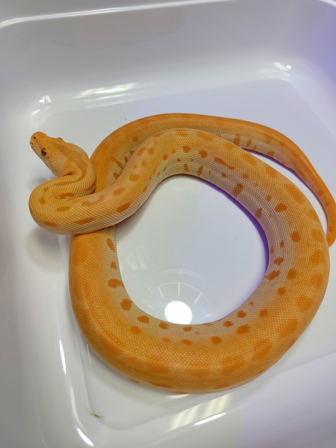 Albino, Patternless, 100% Het. Granite Burmese Python by AVS ...