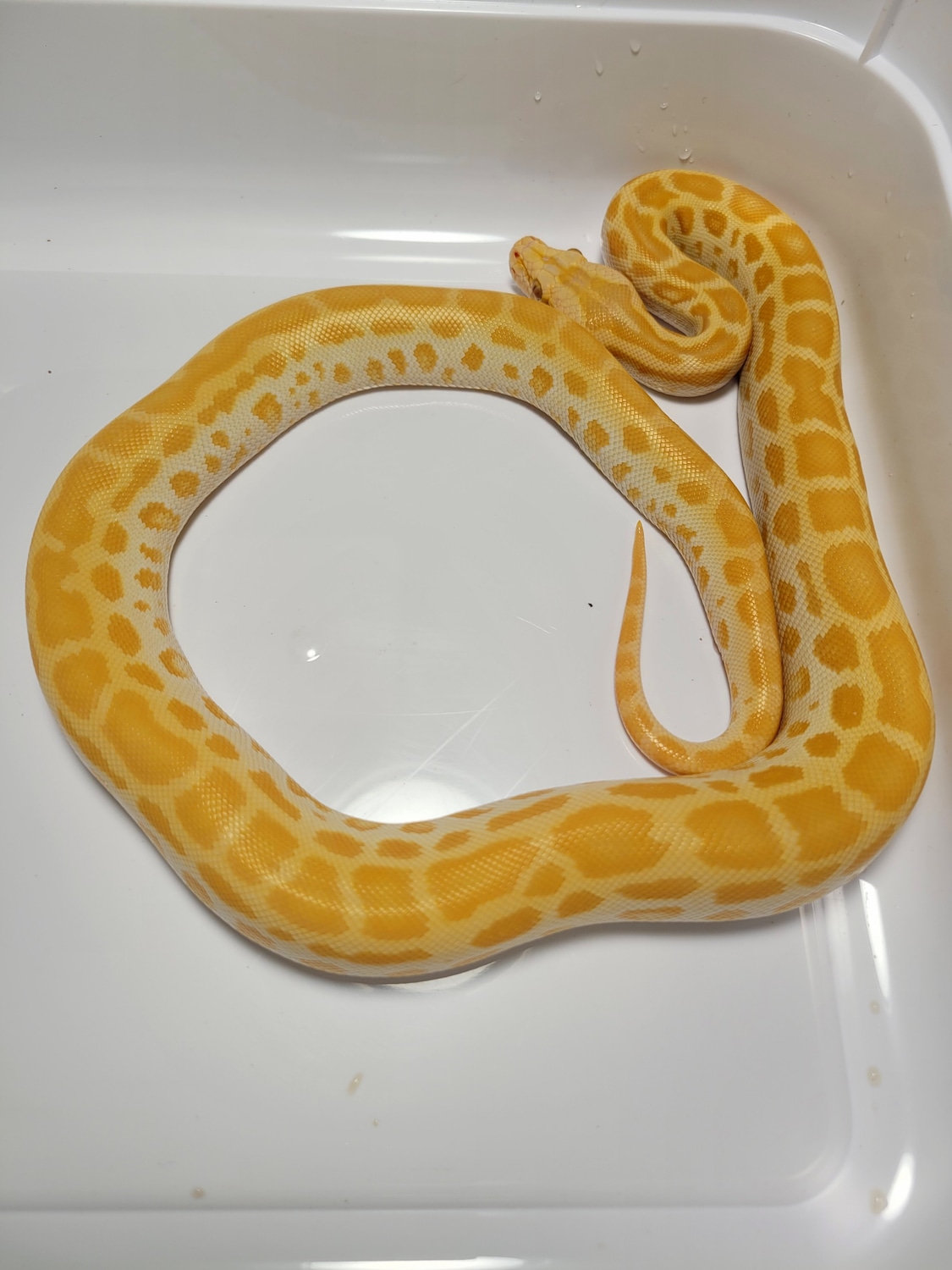 Pearl Het Granite, Patternless Burmese Python by AVS Herpetology ...