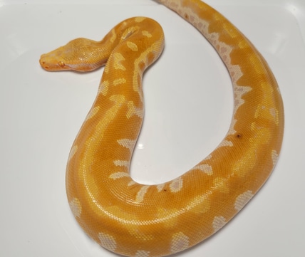 T-negative Blood Python by AVS Herpetology - MorphMarket