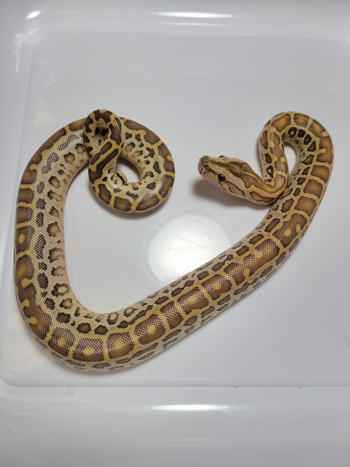 Hypo Triple Het Burmese Python by AVS Herpetology - MorphMarket