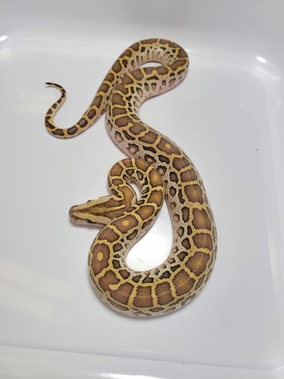 Hypo Triple Het Burmese Python by AVS Herpetology