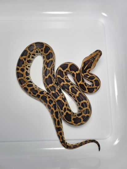 Triple Het Burmese Python by AVS Herpetology