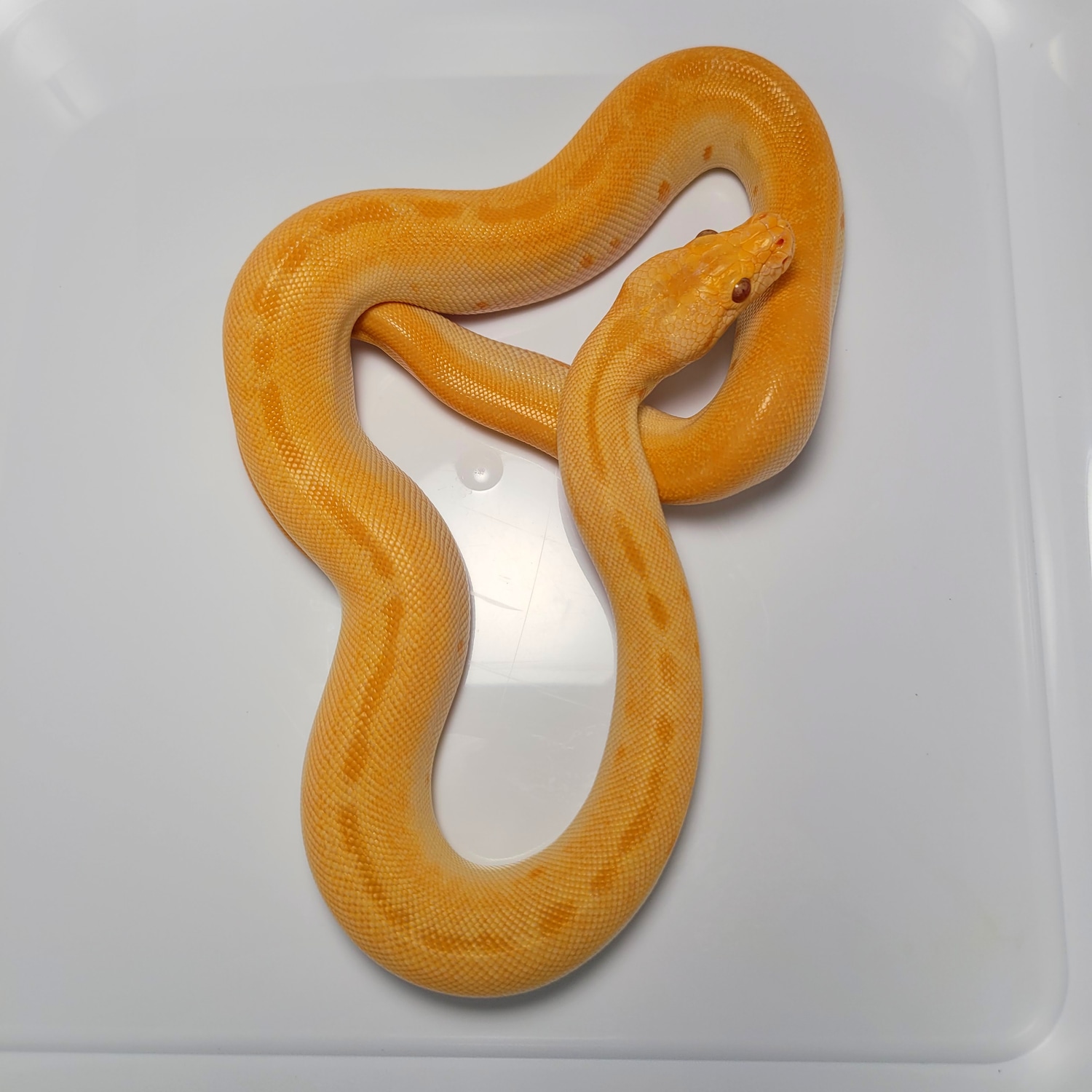 Albino Patternless Het. Granite Burmese Python by AVS Herpetology ...