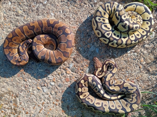 Ball Python Auction Group Of CB23 1.2 Auction Ball Python by JMP Exotics