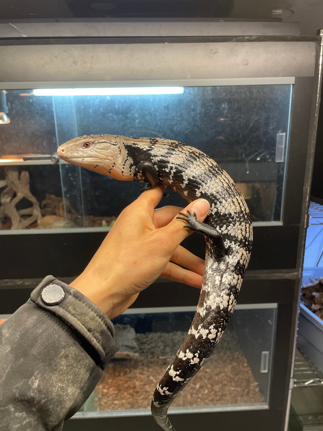 Halmahera Blue Tongue Skink Halmahera Blue-Tongued Skink by Pythonbros ...