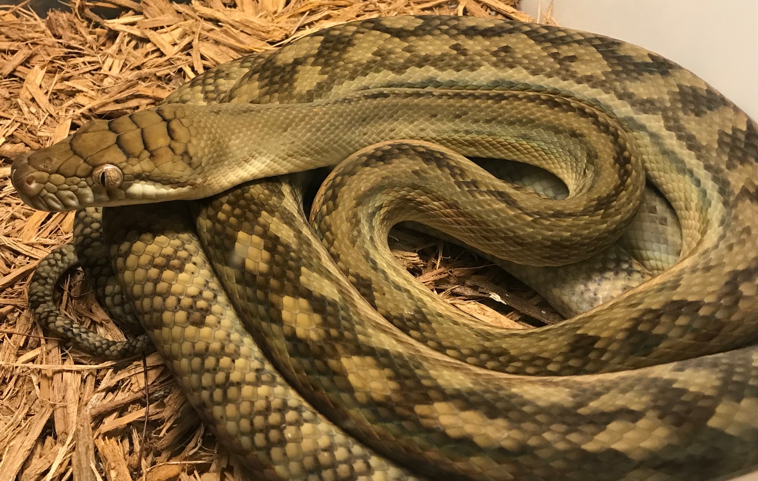 LTC Southern Scrub Python by Python Central - MorphMarket