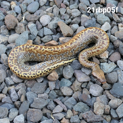 C. E. Reptiles - MorphMarket