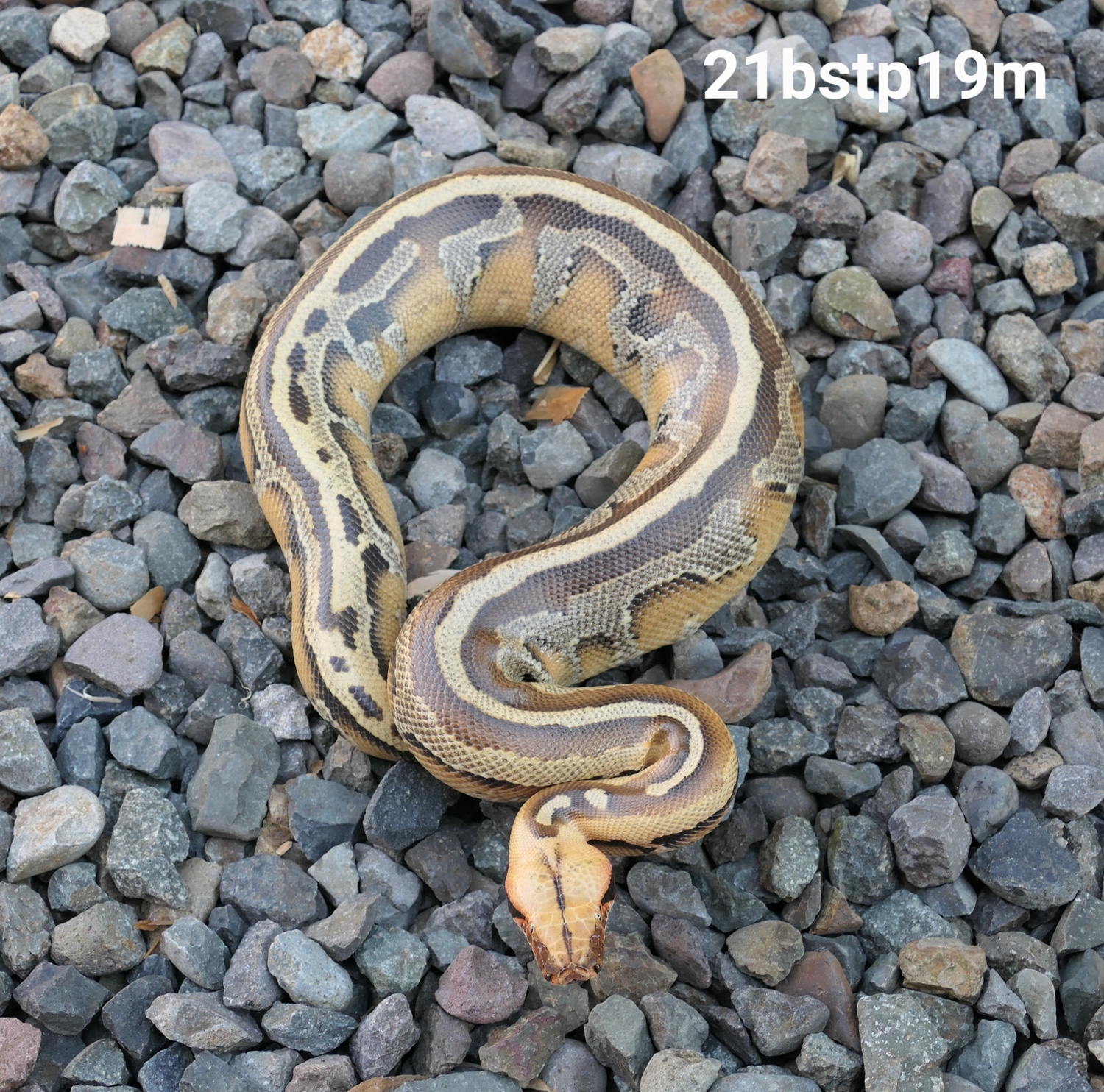 Borneo Short-tailed Python by C. E. Reptiles - MorphMarket