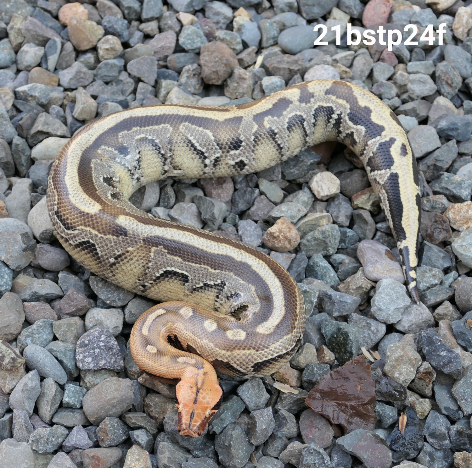 Borneo Short Tail Python Borneo Short-tailed Python by C. E. Reptiles ...