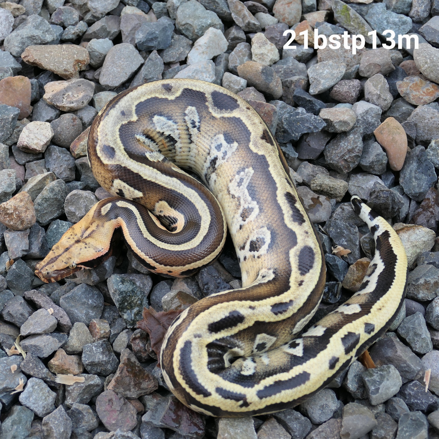 Borneo Short-tailed Python by C. E. Reptiles - MorphMarket
