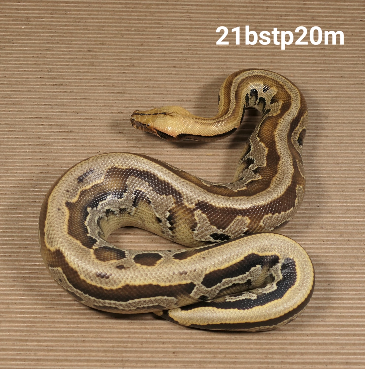 Borneo Short-tailed Python by C. E. Reptiles - MorphMarket